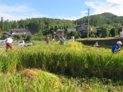 1007イネかり赤米